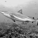 shark_greyreef_kk_h_0705_png1454.jpg